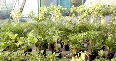 Yeşiller fidanlıkta gelişiyor, serada canlı büyüme ve sağlıklı yapraklar sergileniyor. Bahçıvanlık, bahçıvanlık, yeşillik, botanik, bitki örtüsü, tarım.