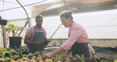 Serada bahçe işleri, önlüklü bitkilerle ilgilenen gülümseyen bir kadın. Bahçecilik, tarım, yetiştirme, çiçekçilik, botanik, yetiştirme.