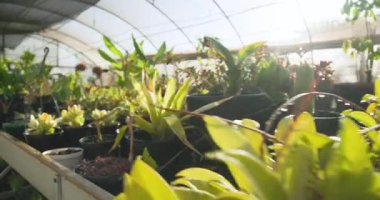 Serada güneş ışığında gelişen saksı bitkileri, yemyeşil seralar sergiler. Bahçıvanlık, bahçıvanlık, yeşillik, tarım, tarım, büyüme