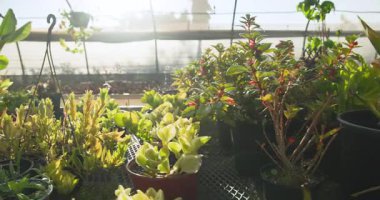 Serada, yemyeşil bitkiler güneş ışığı altında büyür, canlı bir şekilde büyür. Botanik, bahçıvanlık, tarım, tarım, bitki örtüsü, sürdürülebilirlik