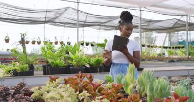 Afro-Amerikalı bir kadın serada bitkileri incelerken tablet kullanıyor. Tarım, tarım, bahçıvanlık, teknoloji, bahçıvanlık, sürdürülebilirlik