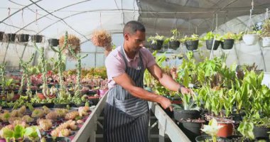 Seradaki bahçıvan bitkilerle ilgileniyor, önlük giyiyor ve gülümsüyor. Bahçıvanlık, bahçıvanlık, tarım, tarım, botanik