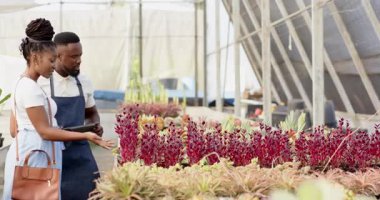 Bitki yetiştirme, Afrikalı adam ve müşteri çiçek ve yeşilliği tartışıyor, serada, kopyalama alanında. Bahçıvanlık, bahçıvanlık, botanik, sohbet, doğa, çeşitlilik