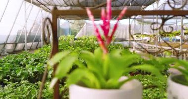 Serada, yemyeşil bitkiler gelişiyor, canlı bir büyüme ve canlılık sergiliyorlar. Botanik, bahçıvanlık, doğa, yeşillik, bahçecilik, tarım.