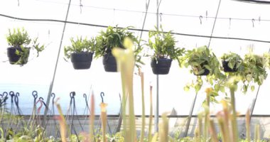 Asılan bitkiler serada yemyeşil ve güneş ışığıyla büyüyorlar. Botanik, bahçıvanlık, yeşillik, tarım, büyüme.