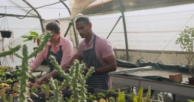 Serada bitki yetiştiren, önlük takan, bahçeyle uğraşmaktan hoşlanan kadınlar. Bahçecilik, takım çalışması, yetiştirme, organik, yetiştirme, yeşillik