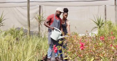 Serada bahçıvan, sulama kutusuyla çiçekleri suluyor, güneşli günün tadını çıkarıyor. Bahçecilik, bahçıvanlık, botanik, güneş ışığı, tarım, bitki örtüsü.