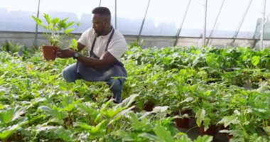 Afro-Amerikalı bir adam serada bitki yetiştiriyor, gülümsüyor ve bahçe işlerinden zevk alıyor. Bahçecilik, tarım, sürdürülebilirlik, tarım, doğa, büyüme