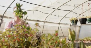 Çizgili önlüklü bahçıvan seradaki bitkilerle ilgileniyor, işine odaklanmış. Bahçıvanlık, bahçıvanlık, tarım, tarım, tarım, botanik, peyzaj