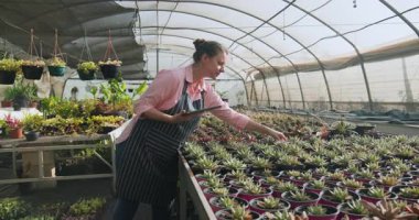 Serada, bahçıvan sulu bitkilerle ilgileniyor, bitkileri dikkatlice inceliyor. Bahçıvanlık, bahçıvanlık, botanik, tarım, bitki örtüsü, teftiş