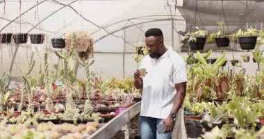 Afro-Amerikalı bir adam, serada bitki yetiştiriyor, saksı tutuyor ve gülümsüyor. Bahçıvanlık, bahçıvanlık, tarım sektörü, sürdürülebilirlik, tarım, botanik