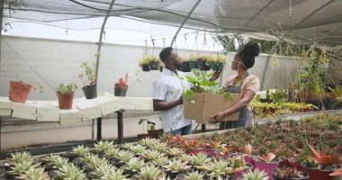 Afro-Amerikan bahçıvanlar seradaki bitkileri inceliyor, ellerinde fidelerle dolu bir kutu tutuyorlar. Bahçıvanlık, bahçıvanlık, sürdürülebilirlik, tarım, çevre, takım çalışması