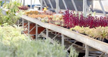 Serada serada serada sergilenen renkli saksı bitkileri güneş ışığında gelişiyor. Botanik, bahçıvanlık, yeşillik, yeşillik.