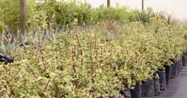 Seradaki saksılarda yetişen yemyeşil bitkiler serada yetişiyor. Bahçıvanlık, bahçıvanlık, yeşillik, tarım, sera, peyzaj