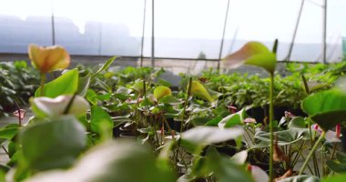 Lush green plants thriving in pots at greenhouse nursery, basking in sunlight. Botanical, flora, horticulture, gardening, cultivation, foliage