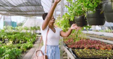 Afro-Amerikalı kadın, serada bitkileri incelerken gülümsüyor. Bahçıvanlık, botanikçilik, bahçıvanlık, tarım, doğa, tarım