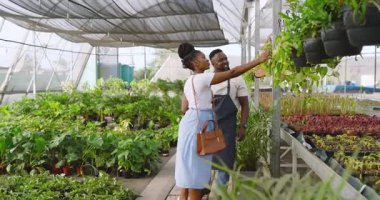 Yeşillik, Afro-Amerikan adam ve müşteri serada yeşillik ve seçenekleri tartışıyor. Bahçıvanlık, bahçıvanlık, bitkiler, manzara, sohbet, seçim