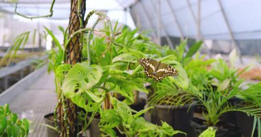 Kelebek zarif bir şekilde seradaki canlı çocuk odası ortamında yemyeşil bitkilerin üzerinde süzülüyor. Doğa, bahçe, bitki, kanatlar, narin, çevre