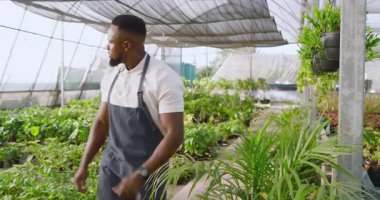 Önlüklü Afro-Amerikalı bir adam serada dikiliyor. Etrafı bitkilerle çevrili. Bahçıvanlık, bahçıvanlık, tarım, tarım, botanikçilik, yeşillik