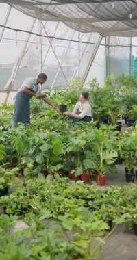 Dikey video: Serada, çeşitli takımlar bitkilerle ilgilenerek sağlıklı büyümeyi sağlıyorlar. Tarım, sürdürülebilirlik, takım çalışması, tarım, bahçıvanlık, ekim