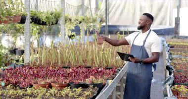 Afro-Amerikalı bir adam seradaki bitkileri denetliyor, fotokopi uzayı. Tarım, teknoloji, tarım, bahçıvanlık, sürdürülebilirlik, teftiş