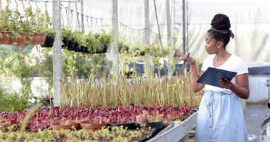 Afro-Amerikalı bir kadın seradaki bitkileri teftiş ediyor, panoya not alıyor, fotokopi çekiyor. Tarım, botanikçi, bahçecilik, bahçıvanlık, araştırma, sürdürülebilirlik