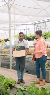 Dikey video: Bahçıvan tahta kutu taşırken kadın serada bitki seçiyor. Bahçıvanlık, bahçıvanlık, tarım, bitki örtüsü, bitki örtüsü, tarım.