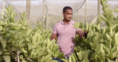 Seradaki bitkilerle ilgilenen bir adam, gelişim için yaprakları dikkatle inceliyor. Bahçıvanlık, bahçıvanlık, tarım, tarım, tarım, teftiş, botanikçi.