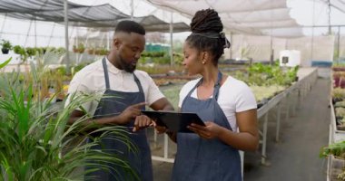 Önlüklü Afro-Amerikalı adam serada fabrikalar kuruyor, işten zevk alıyor. Bahçıvanlık, bahçıvanlık, botanikçilik, tarım, çiçekçilik, meslek