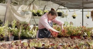 Önlüklü bahçıvan seradaki saksı bitkisini inceliyor, çevresi yeşilliklerle çevrili. Bahçıvanlık, bahçıvanlık, botanikçilik, tarım, doğa