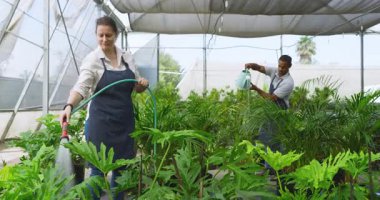 Serada çiçekleri sulayan kadınlar, özenle yemyeşil alanları besleyen kadınlar. Bahçıvanlık, bahçıvanlık, botanik, sürdürülebilirlik, tarım, çevre dostu