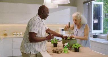 Yetişkin bir kadın mutfak adasına fidanlar ekerken kıdemli Afrikalı Amerikalı adam mala uzatıyordu. Bahçıvanlık, işbirliği, yaşam tarzı, doğal, dingin, çağdaş, büyüme