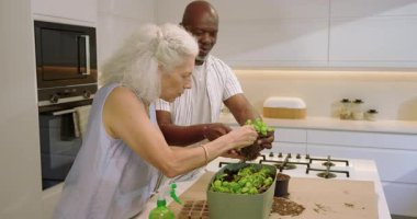 Çeşitli çiftler, kökleri mutfakta ayrıştıran sulu saksıları yanlışlıkla püskürterek partnerlerine gülüyorlar. Bahçıvanlık, takım çalışması, çağdaş, bahçıvanlık, arkadaşlık, refah, yaşam tarzı