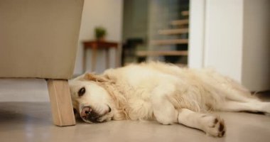 Başlangıçta Golden Retriever başını koltuğun ayağına yaslayıp kameraya doğru gözünü kırpıyordu. Köpek, rahatlama, konforlu, minimalist, evcil, sakin, ev içi