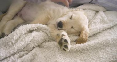 Yetişkin bir adam yatakta uyuyan Golden Retriever köpeği okşayıp sonra da tablet kaydırıyor. Köpek, rahatlama, konfor, rahatlık, ev, konfor, yaşam tarzı