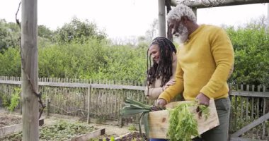 Ürün topladıktan sonra, çeşitli çiftler pergola denetimi altında sandıkta sebze düzenliyor. Bahçıvanlık, sürdürülebilir, kırsal, organik, ortaklık, açık hava, sağlık
