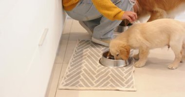 Köpekleri besleyerek çömelmiş bir kadın, mutfak paspası üzerinde rahatlatıcı ve sabitleyici bir kase, fotokopi alanı. Okşama, arkadaşlık, evcil ortam, günlük yaşam tarzı, sıcaklık.