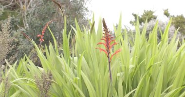 Bulutlu gökyüzü kırmızı çiçek sivri uçlu yeşil kılıç yaprakları arasında, odunsu çalıların yanında yükseliyor. Botanik, çiçek, doğal, huzurlu, canlı, manzara, yeşillik