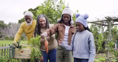 İlk havucu çektikten sonra, çeşitli aileler aile yemeği için havuç topluyor. Bahçıvanlık, hasat, açık hava, birlik, kırsal, birliktelik, organik
