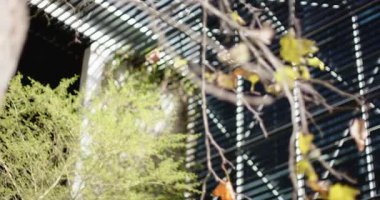 Kamera odak noktasını sallanan dallara çeviriyor. Rüzgâr, yaprakları ön cephede sallıyor. Doğa, kentsel, gece, atmosfer, dinginlik, mimari, yeşillik