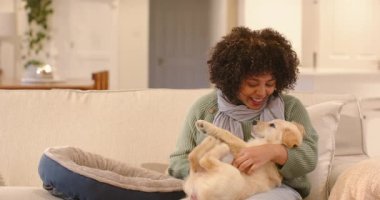 Evdeki bej kanepede şen şakrak tekmeler atan, karnı kaşınan altın bir köpek yavrusu. Uysallık, şefkat, arkadaşlık, tapılası, boş zaman, evcil, rahatlatıcı.