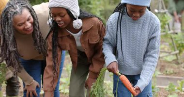 Annem bahçede sandık doldururken, çeşitli aileler olgun yeşillikleri fark ettikten sonra havuç topluyor. Aile, bahçıvanlık, hasat, toplum, açık hava, doğa, yetiştirme