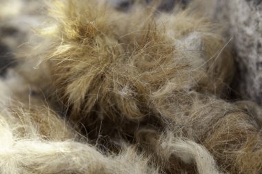 Hayvan kıllarının ayrıntıları. Kesilip sokağa atılmış.