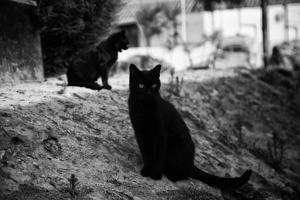 Opuštěné Pouliční Kočky Toulavá Zvířata Domácí Zvířata — Stock fotografie