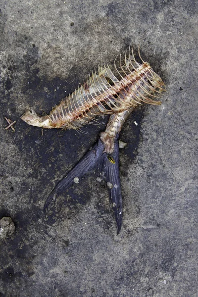 Detail Dead Dried Fish Sun Food Stray Animals — Stok fotoğraf