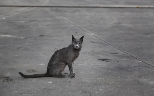 被遗弃在街上的纯种猫的细节 虐待动物 — 图库照片