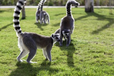 Soyu tükenme tehlikesi altındaki vahşi maymunların detayları, hayvan özgürlüğü.