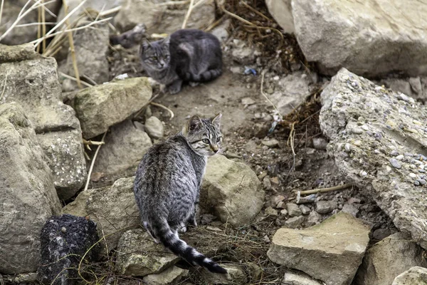 Abandoned Street Cats Stray Animals Pets — Foto Stock