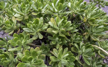 Detail of decorative cactus, environment