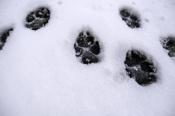 Animal footprints on ground with snow and ice, winter